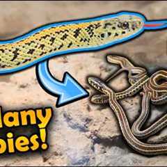 Our Golden Garter Snake Had 30 Babies!
