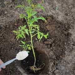 Never plant tomatoes without this. For large fruits and more tomatoes, follow this
