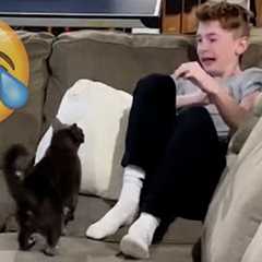 Cats Being JERKS! Savage Cats Attacking People Compilation || PETASTIC 🐾