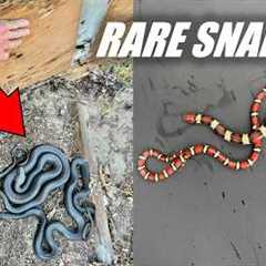I Beat My Milk Snake Record! - Flipping For RARE Colorful Snakes!