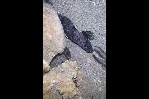 🔱 Spearfishing Live! Giant Fish Catching Underwater 🌊 2026-04-30