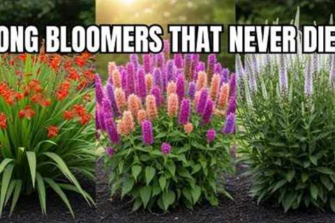 15 Best LONGEST Blooming Perennial Flowers 🌼 Rare Perennials for Nonstop Color Until Frost