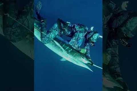 We fought together swordfish for over an hour. #fishing #spearo #ocean  #fish #spearfishing  #shorts