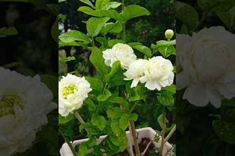 🥰#flowers #beautiful #nature #shortsfeed