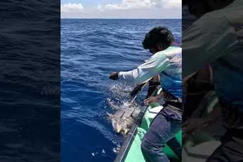 Catching 97kg Yellowfin Tuna Using Live Rosy Snapper Fish