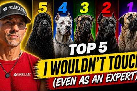 Top 5 Dog Breeds I Wouldn’t Touch (Even As An Expert)