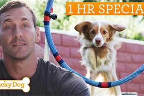 Lucky Dog Marathon | Ultimate Training Tricks For Rescues
