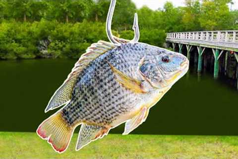 Fishing with Livebait for Pond MONSTERS!