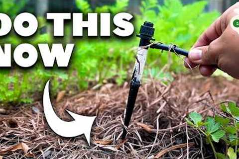7 Things Smart Gardeners Do That Beginners Don't