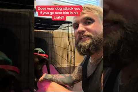 Aggressive dog training tip! #dog #dogsoftiktok #dogs... #Shorts #balancedcanineacademy