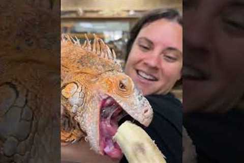 Feeding my huge iguana 🦎