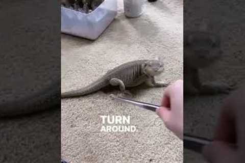 Bearded Dragon Chases Her Food!