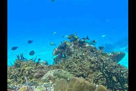 Cozumel Diving Trip 2025 – Discover Mexico’s #1 Dive Destination!