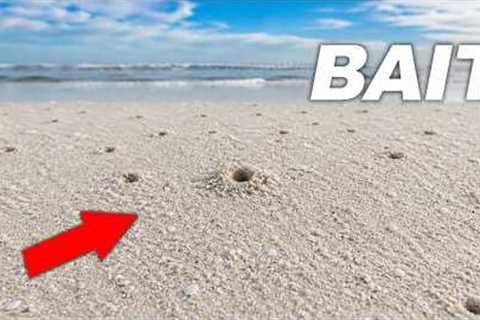 These Tiny Beach Holes Hide the BEST Fishing Bait