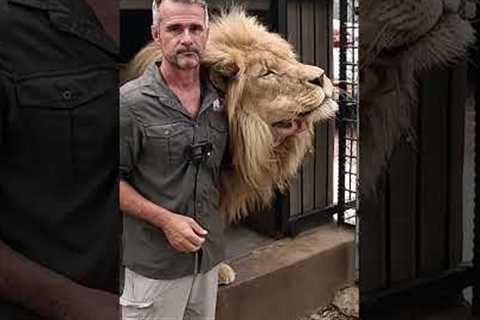 LION Greeting an Old Friend #fun #animals #wildlife