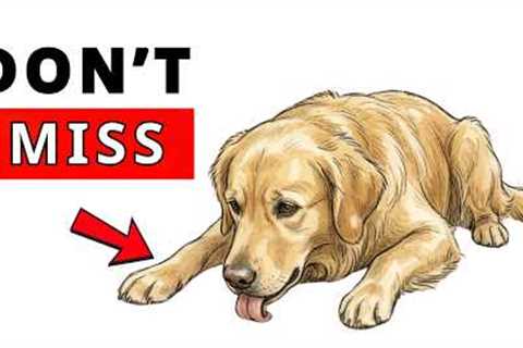 6 Silent Signs Your Dog Is Sick (Most Owners Miss #1)