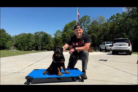 LIVE PUPPY TRAINING &amp; GIVEAWAY!