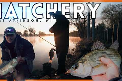 White Bass Fishing Never Gets Old + Giant Walleye