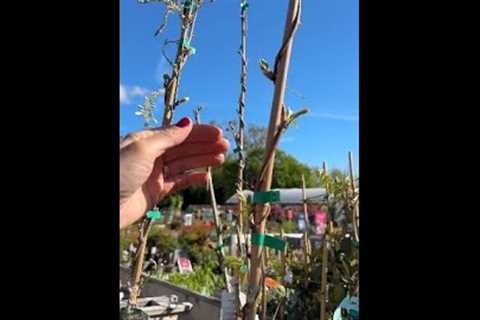 Buy flowering wisteria... #garden#gardening#gardeningtips #shorts