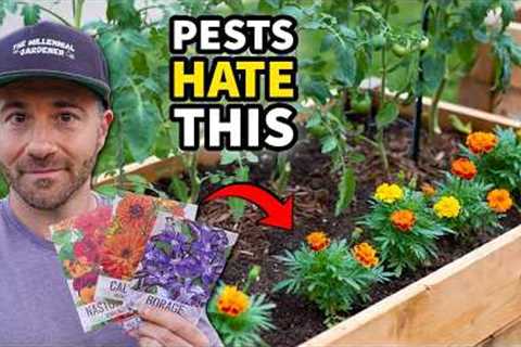 These Powerful Plants STOP Garden Pests Without Harsh Chemicals!