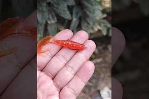 Soft Lures for Beginners: Catch More Fish with These Tricks