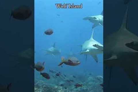 Top 4 Must-Dive Sites in the Galapagos! 🦈🐠 | Epic Scuba Adventures