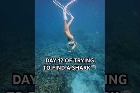 I’m diving in Hawaii EVERY DAY until I find a shark 👀🦈
