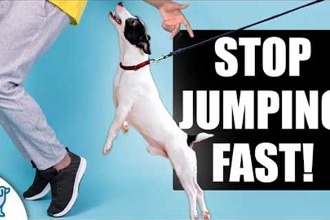 Teach Your Dog To STOP Jumping Up On People!