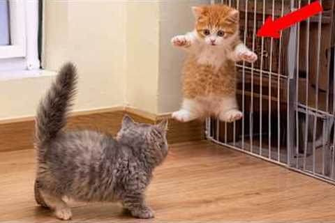 DRAMATIC Cats Freaking Out at Every Little Thing! 🤣 Funny Cat Videos