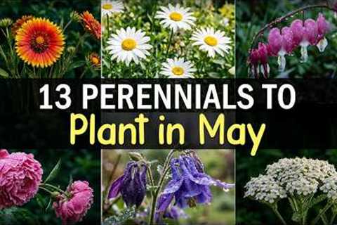 13 Perennials to Plant in May | Easy Flowers for a Beautiful Garden