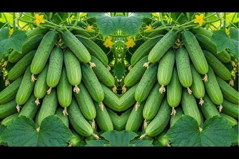 🔴LIVE   🌱 Cucumber Propagation from Cutting | Full Step-by-Step Guide #livestream #live
