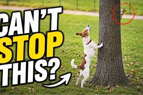Rethinking Your Dog’s Animal Chasing (9 Questions That Will Change Your Training)