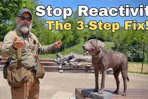 How to Fix Dog Reactivity: Stonnie’s 3 Pronged Strategy Silver Lab Training