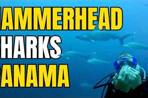 Scuba Diving with HAMMERHEAD &amp; BULLS Sharks in PANAMA 🇵🇦