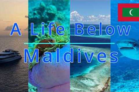 ALB Diving Maldives/ Liveaboard/ Central Atolls/ Ellaidhoo/ Fuvahmulah/ Scuba / Dive/ Tauchen/ 4k