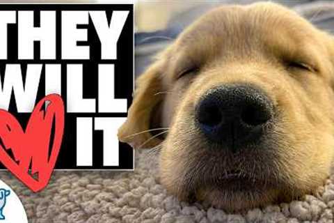 The 3 Tools You NEED To Tire Out a Hyper Puppy