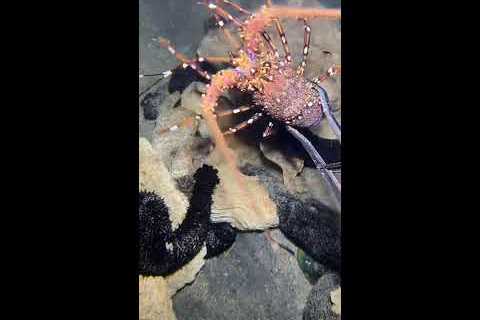 🔱 Spearfishing Live! Big Fish Catching Underwater 🐠 2026-05-10
