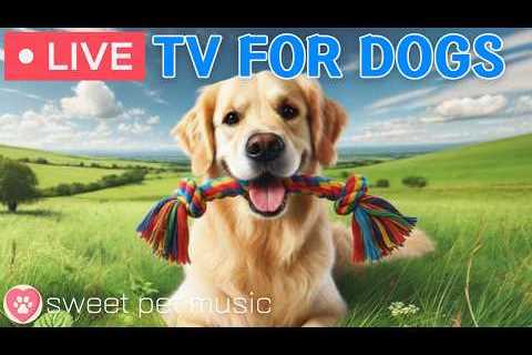 🔴24 Hours of Dog TV🎵🐶Calming Music for Dog Sleep🐾🩷Soothing Dog Music for Stress and Anxiety..