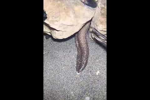 🔱 Spearfishing Live! Giant Fish Catching Underwater 🌊 2026-05-10
