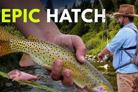 Small Creek Dry Fly Fishing At Its Best