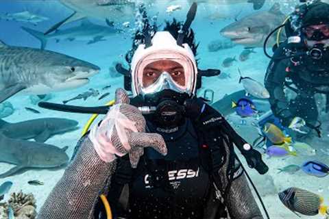 irl stream in Bahamas 🇧🇸 + Shark Diving 🦈