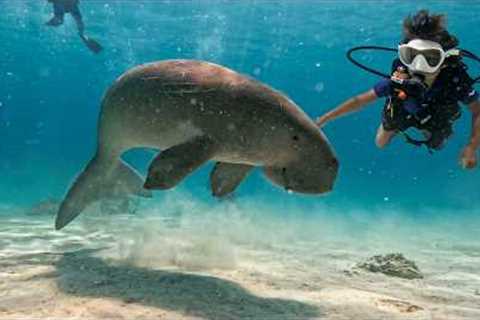 8yr Old Scuba Dives with Sea Dugong