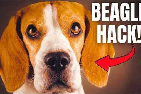 Before You Train Your Beagle, Watch This!