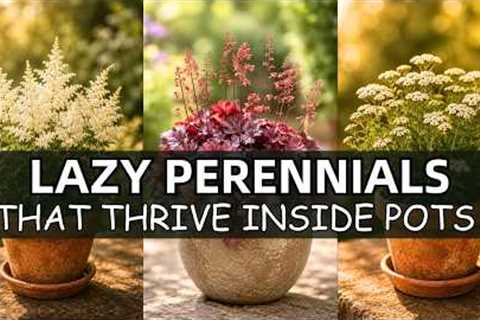 20 Lazy Perennials That Thrive In Pots (No Maintenance Needed)