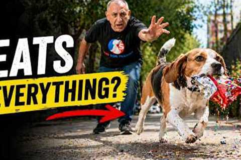 Dog Training Tips For Beagles That Eat Everything