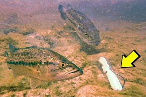 *INSANE UNDERWATER FOOTAGE* (BASS ATTACKING LURES)