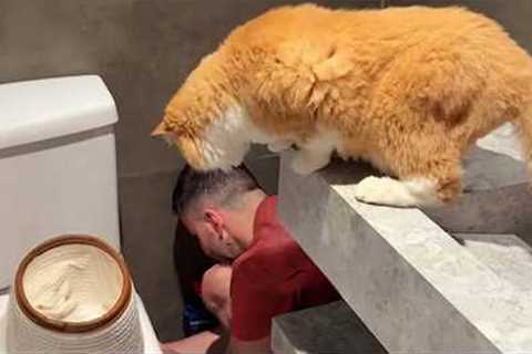Cat When The Task Requires No Cat 🤣 Funny Cat Videos