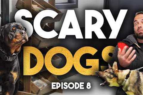 More Aggressive Dogs 🫣 - Dog Rich Episode 8 