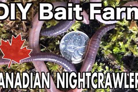 Raising Canadian Nightcrawlers At Home | DIY Dew Worm Farm