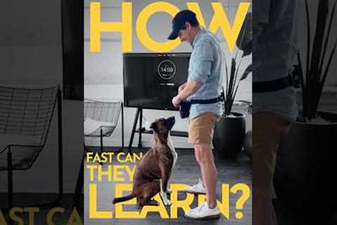 How long does it take to teach a dog a new behavior?  #dogtraining #puppytraining